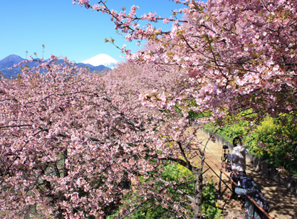 町の景観「桜と富士山」
