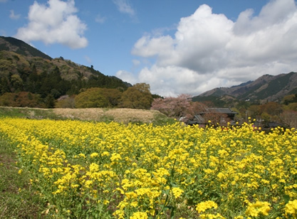 清川村の景観写真