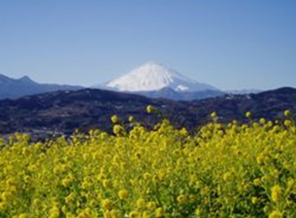 町の景観「吾妻山景観からの富士山」