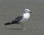 町の鳥「かもめ」