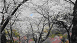 町の樹「桜」