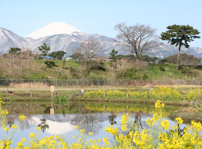 大井町の景観　「ひょうたん池からの富士」