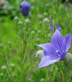 町の花「ききょう」