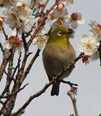 町の鳥「めじろ」